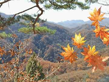 澳门天天彩正版免费全年资料与澳门一肖一码100准免费资料解析,澳门天天彩正版免费全年资料,澳门一肖一码100准免费资料